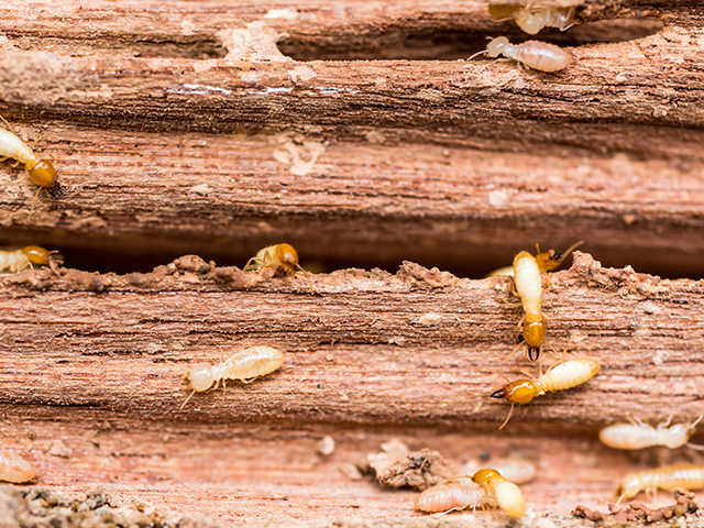 Decaying wood and sawdust are indications of a termite infestation